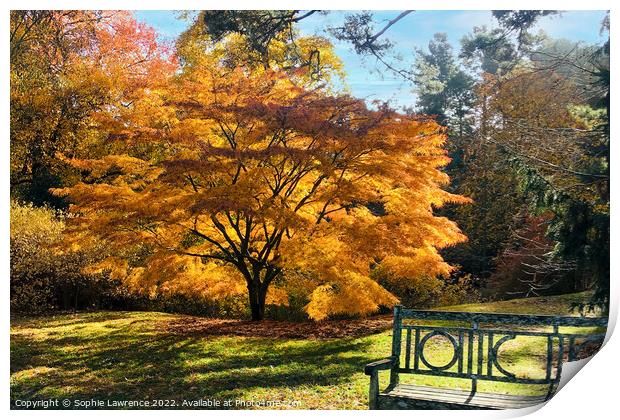 Another glorious acer  with yellow and orange tone Print by Sophie Lawrence