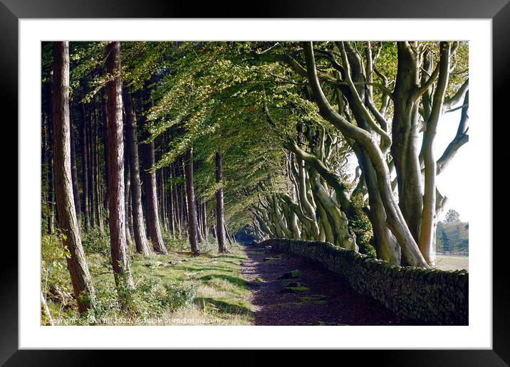 Woodland beech trees. Framed Mounted Print by john hill