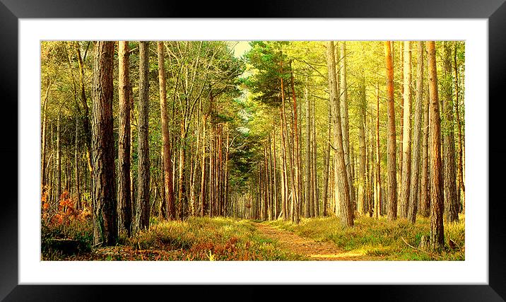 Forest Pathway Framed Mounted Print by Louise Godwin