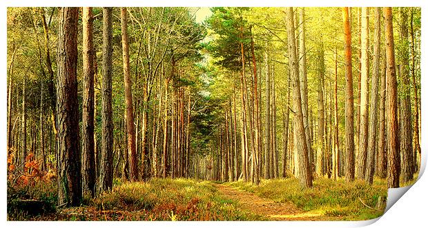 Forest Pathway Print by Louise Godwin