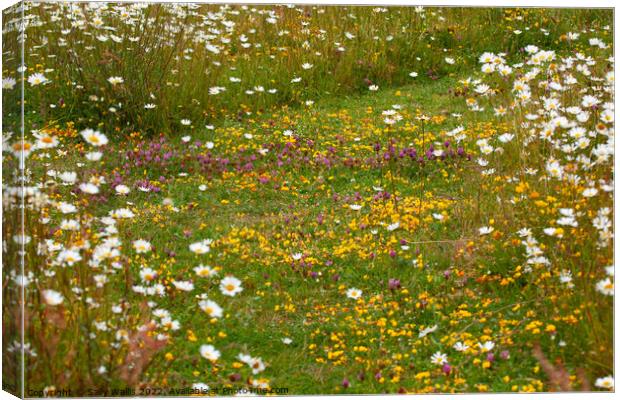 Wildflower meadow path Canvas Print by Sally Wallis