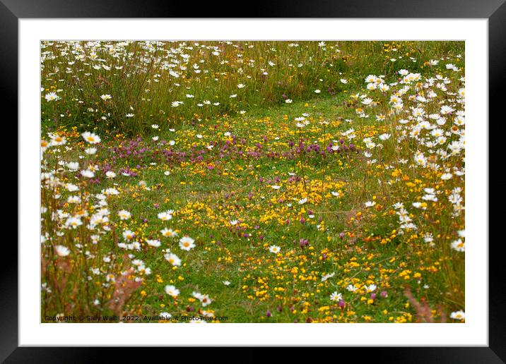Wildflower meadow path Framed Mounted Print by Sally Wallis