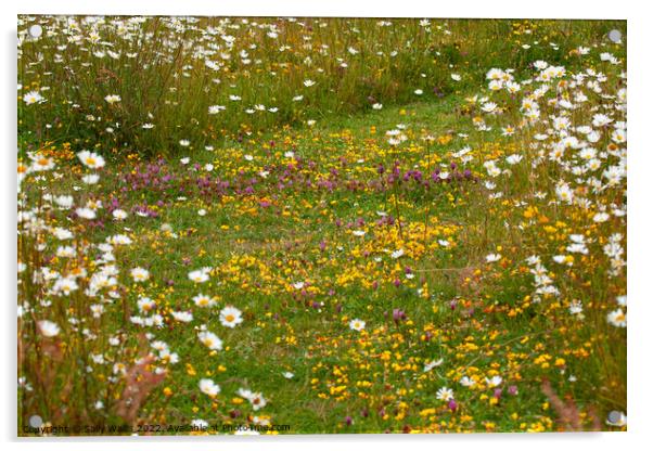 Wildflower meadow path Acrylic by Sally Wallis