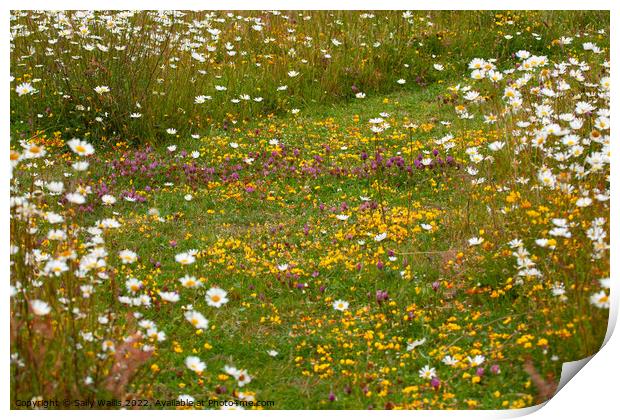 Wildflower meadow path Print by Sally Wallis