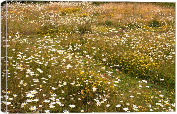 Wild flower meadow in early summer Canvas Print by Sally Wallis