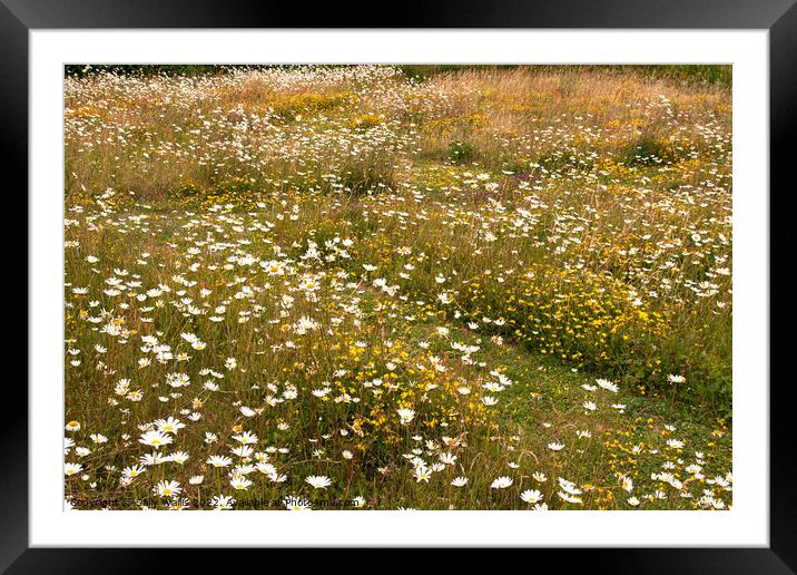 Wild flower meadow in early summer Framed Mounted Print by Sally Wallis