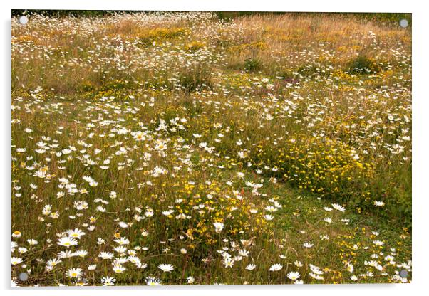 Wild flower meadow in early summer Acrylic by Sally Wallis