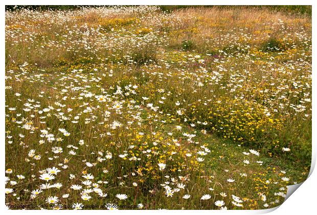 Wild flower meadow in early summer Print by Sally Wallis