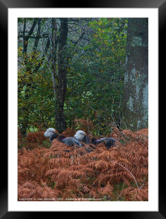 Autumn Herdwicks Framed Mounted Print by Alan Dunnett