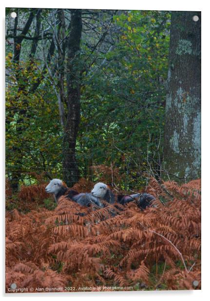 Autumn Herdwicks Acrylic by Alan Dunnett
