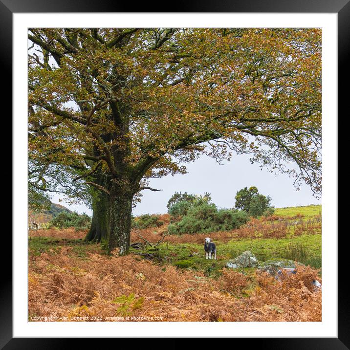 Herdy Tree Framed Mounted Print by Alan Dunnett