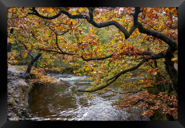 Autumn on the Afon Pyrddin, Pontneddfechan Framed Print by Gordon Maclaren