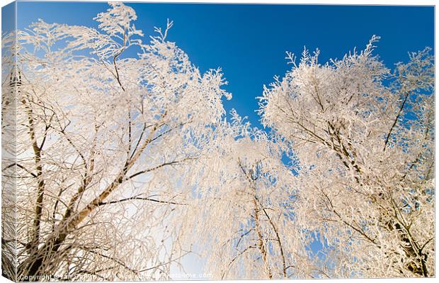 Frozen trees Canvas Print by Ian Collins