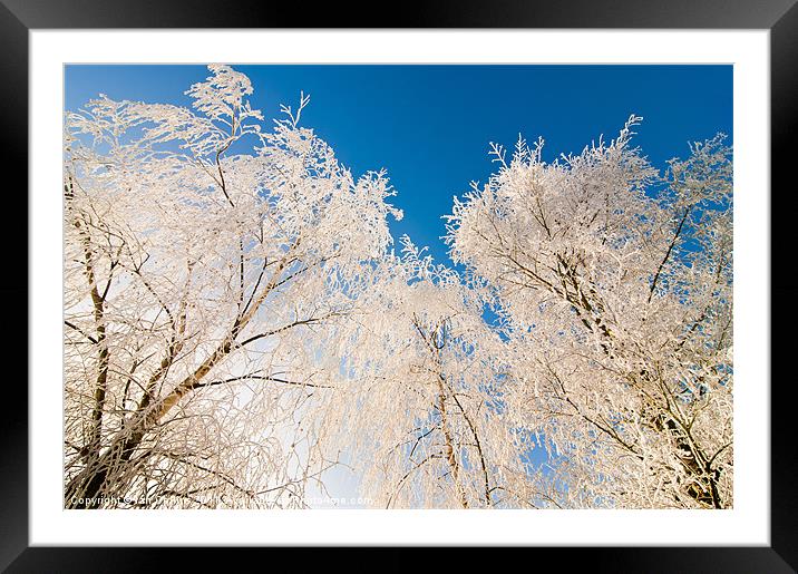 Frozen trees Framed Mounted Print by Ian Collins