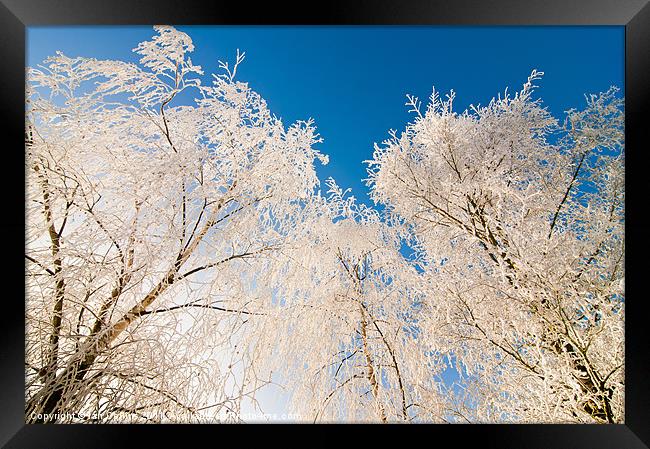 Frozen trees Framed Print by Ian Collins