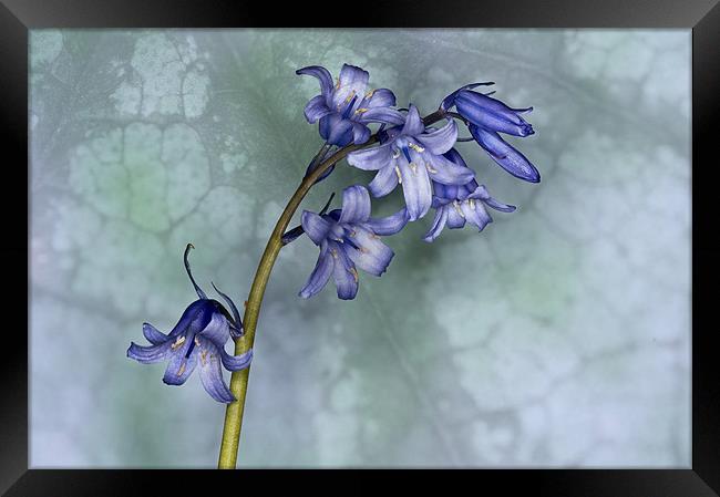 Bluebell with texture Framed Print by Steve Purnell