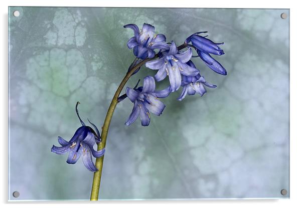 Bluebell with texture Acrylic by Steve Purnell