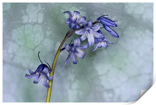 Bluebell with texture Print by Steve Purnell