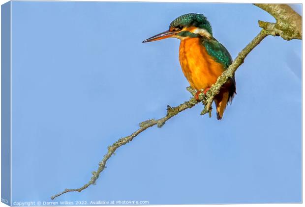 KingFisher (F) Canvas Print by Darren Wilkes