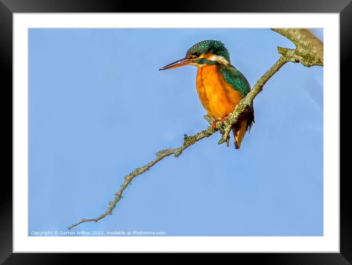 KingFisher (F) Framed Mounted Print by Darren Wilkes