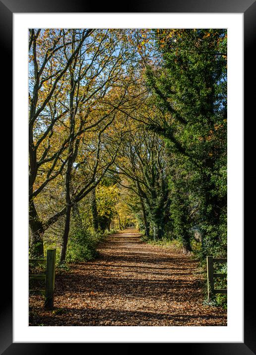 The Wirral Way in autumn Framed Mounted Print by Jason Wells