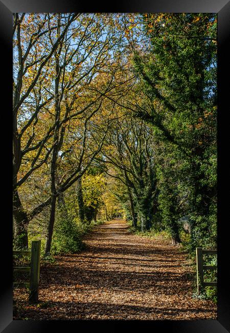 The Wirral Way in autumn Framed Print by Jason Wells