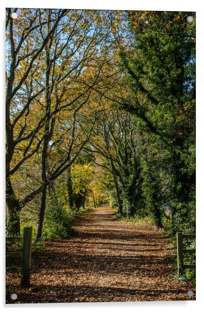 The Wirral Way in autumn Acrylic by Jason Wells