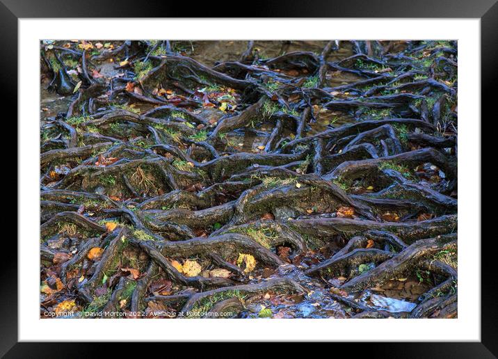 Tree Roots Framed Mounted Print by David Morton