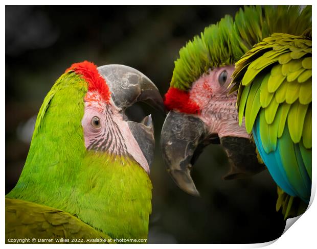 The Great Green Macaw Print by Darren Wilkes