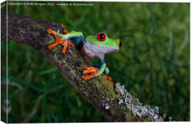 'Riveting Gaze of a Red-Eyed Tree Frog' Canvas Print by Holly Burgess