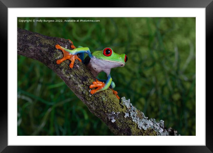 'Riveting Gaze of a Red-Eyed Tree Frog' Framed Mounted Print by Holly Burgess