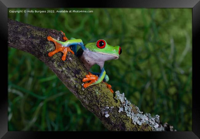 'Riveting Gaze of a Red-Eyed Tree Frog' Framed Print by Holly Burgess