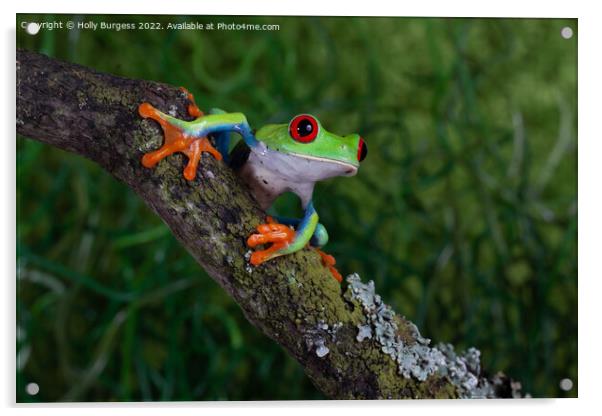 'Riveting Gaze of a Red-Eyed Tree Frog' Acrylic by Holly Burgess
