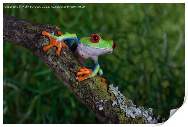 'Riveting Gaze of a Red-Eyed Tree Frog' Print by Holly Burgess