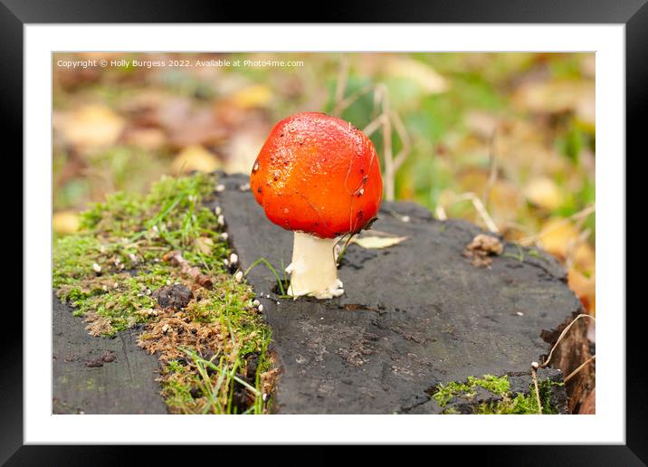 'Enigmatic Amanita: Nature's Toxic Beauty' Framed Mounted Print by Holly Burgess