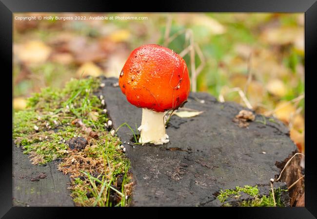 'Enigmatic Amanita: Nature's Toxic Beauty' Framed Print by Holly Burgess