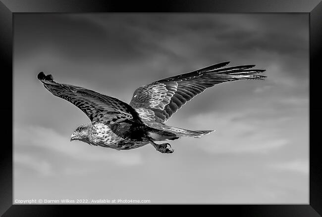 Buzzard soaring the skies Framed Print by Darren Wilkes