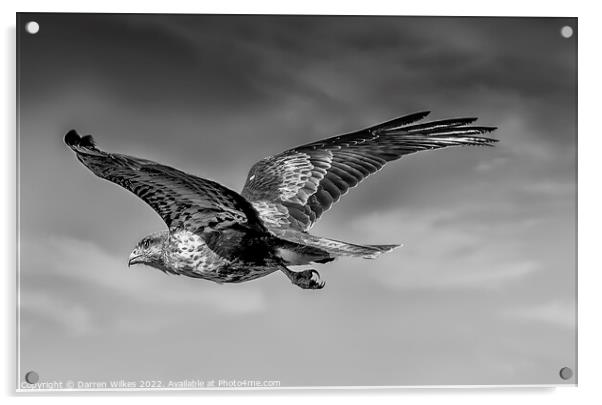 Buzzard soaring the skies Acrylic by Darren Wilkes