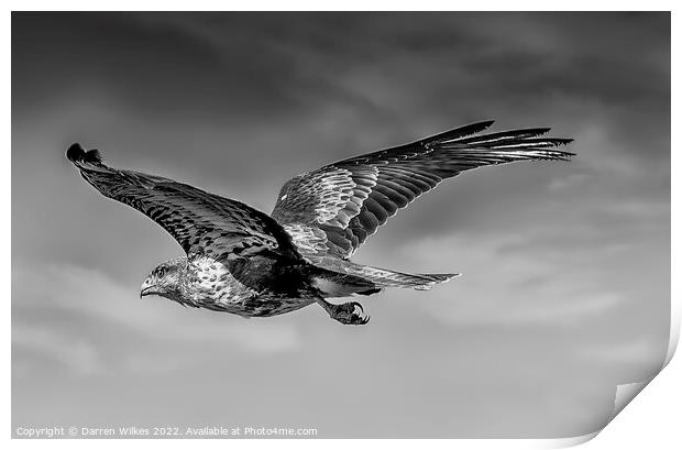 Buzzard soaring the skies Print by Darren Wilkes