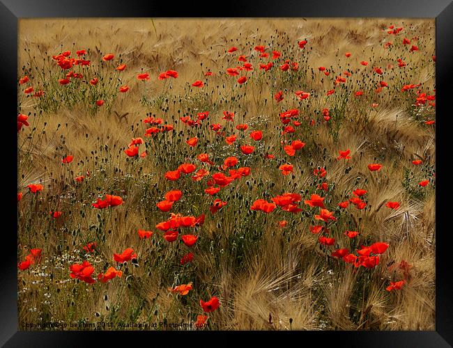 red poppy field Framed Print by Jo Beerens