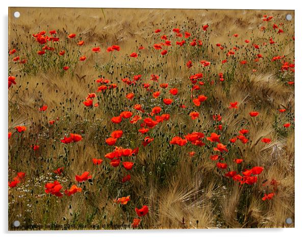 red poppy field Acrylic by Jo Beerens