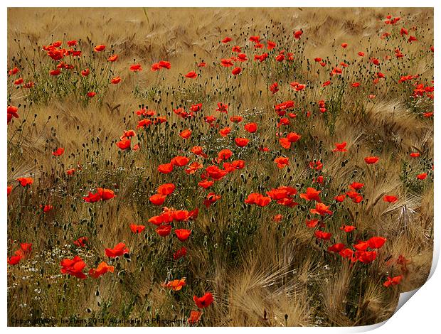 red poppy field Print by Jo Beerens