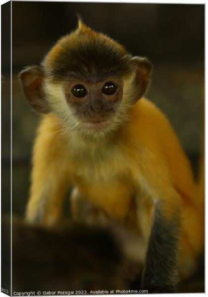 A close up of a young monkey Canvas Print by Gabor Pozsgai