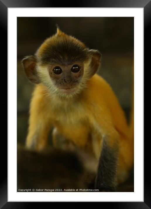 A close up of a young monkey Framed Mounted Print by Gabor Pozsgai