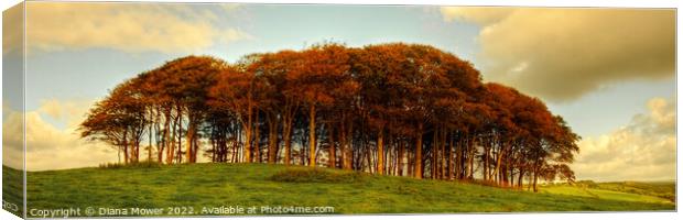   Nearly Home Trees, coming home trees Sunset Pano Canvas Print by Diana Mower