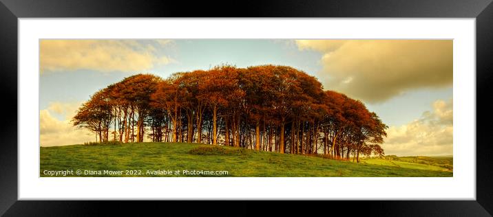   Nearly Home Trees, coming home trees Sunset Pano Framed Mounted Print by Diana Mower