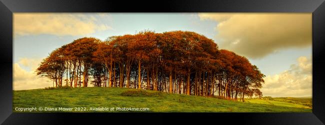   Nearly Home Trees, coming home trees Sunset Pano Framed Print by Diana Mower