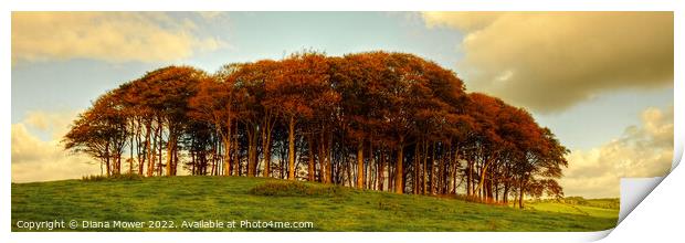   Nearly Home Trees, coming home trees Sunset Pano Print by Diana Mower