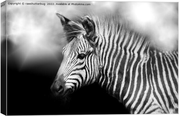 Zebra Foal Canvas Print by rawshutterbug 