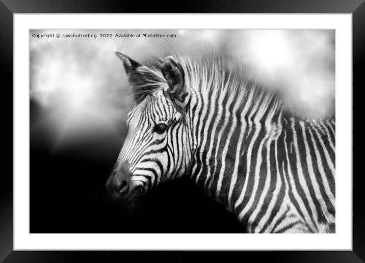 Zebra Foal Framed Mounted Print by rawshutterbug 